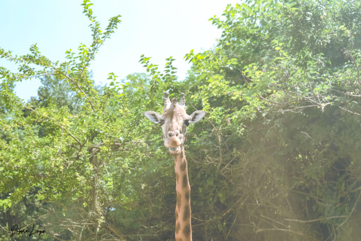 giraffa-2